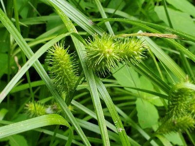 Carex lurida, photographed by Tom Field