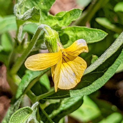 Viola lobata