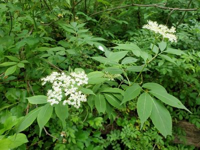 Sambucus canadensis, photographed by Tom Field
