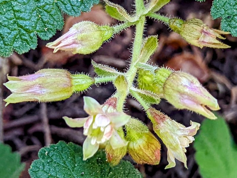 Ribes viscosissimum, photographed by James Fowler