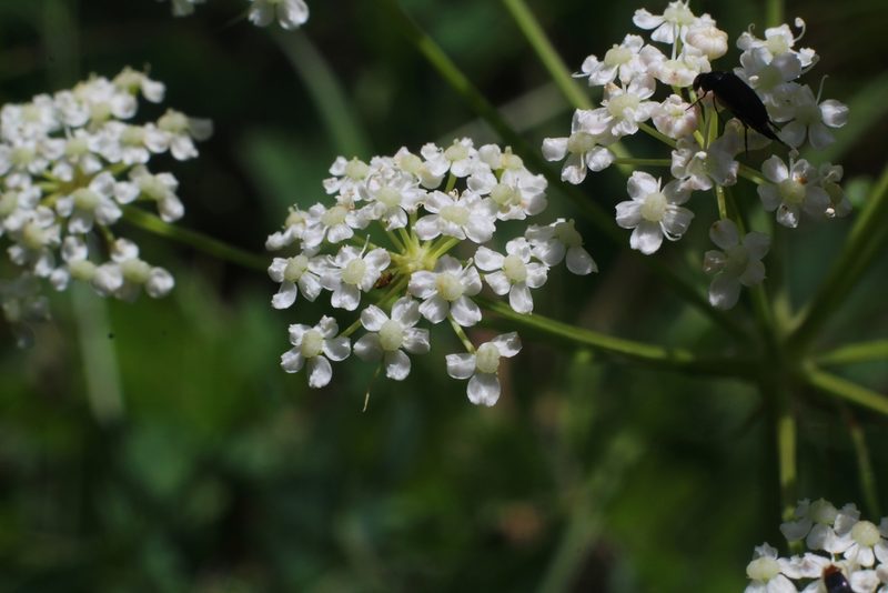 Peucedanum cervaria, photographed by CorentinD