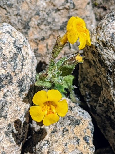 Erythranthe arenaria, photographed by James Fowler