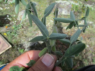 Crotalaria mollicula, photographed by Carlos Martorell