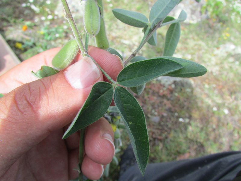 Crotalaria mollicula, photographed by Carlos Martorell