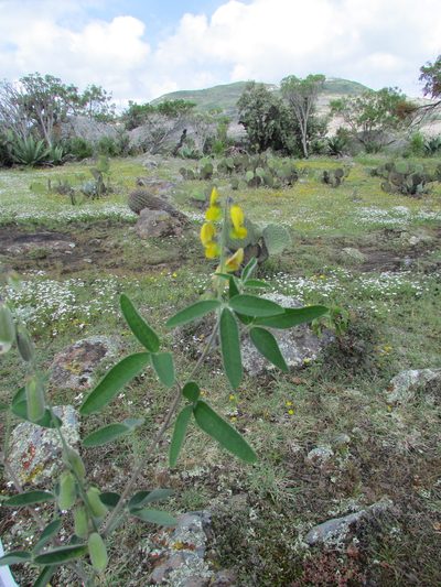 Crotalaria mollicula, photographed by Carlos Martorell