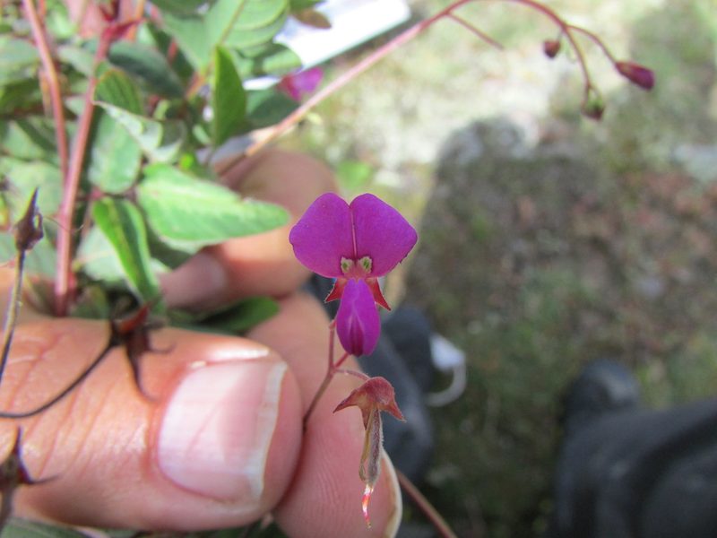 Desmodium procumbens, photographed by Carlos Martorell