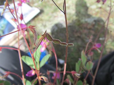 Desmodium procumbens, photographed by Carlos Martorell