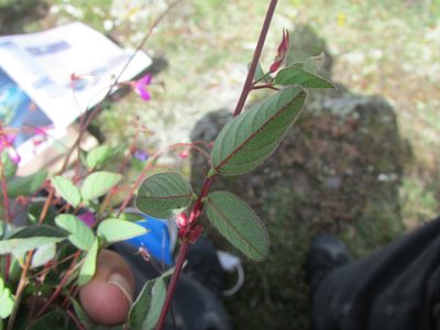 Desmodium procumbens, photographed by Carlos Martorell