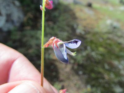 Desmodium grahamii, photographed by Carlos Martorell