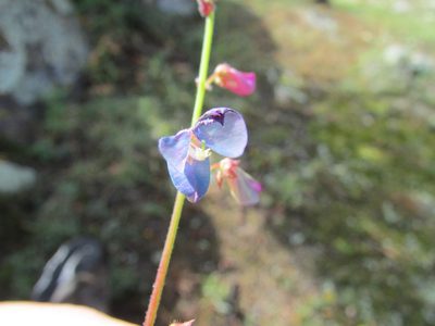 Desmodium grahamii, photographed by Carlos Martorell