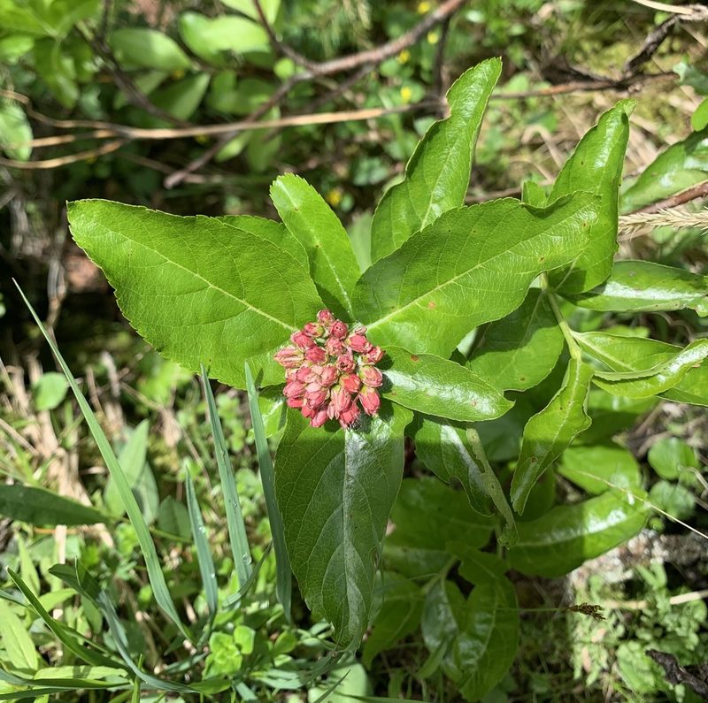 Chamaemespilus alpina, photographed by Katrin Simon