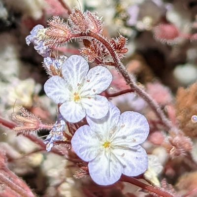 Phacelia eisenii, photographed by James Fowler