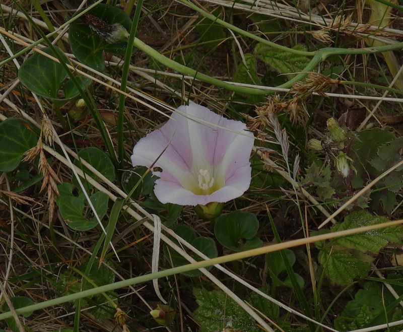Calystegia soldanella, photographed by Phil James