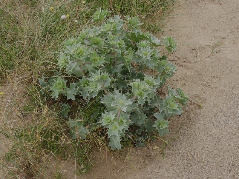 Eryngium maritimum, photographed by Phil James