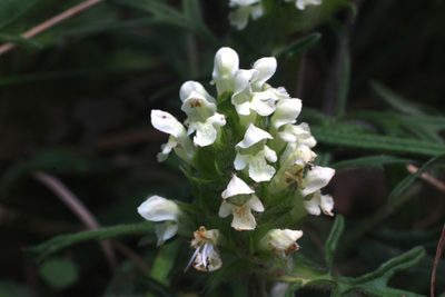 Prunella laciniata, photographed by CorentinD