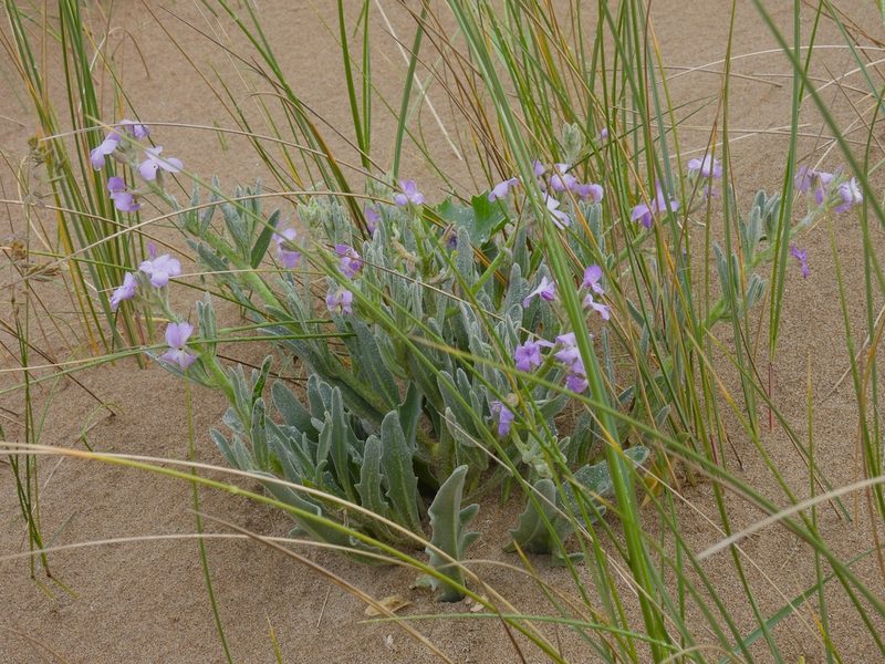 Matthiola sinuata, photographed by Phil James