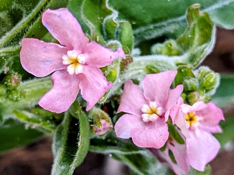 Hackelia mundula, photographed by James Fowler