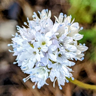 Gilia capitata, photographed by James Fowler
