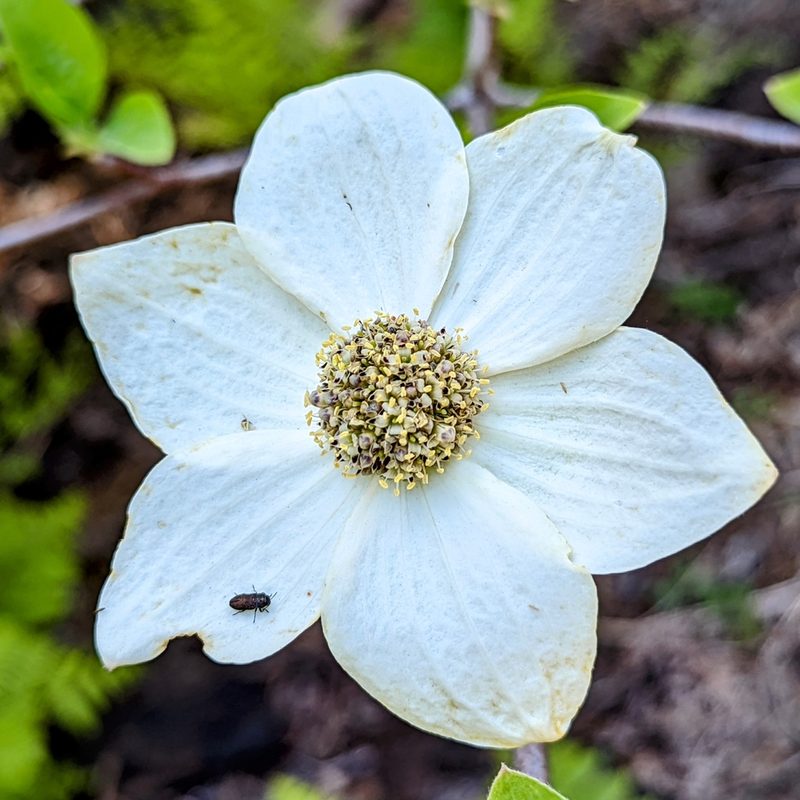 Cornus nuttallii, photographed by James Fowler