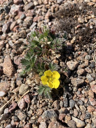 Potentilla hyparctica, photographed by Samuelle Simard-Provençal