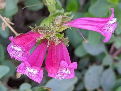 Penstemon newberryi, photographed by James Fowler
