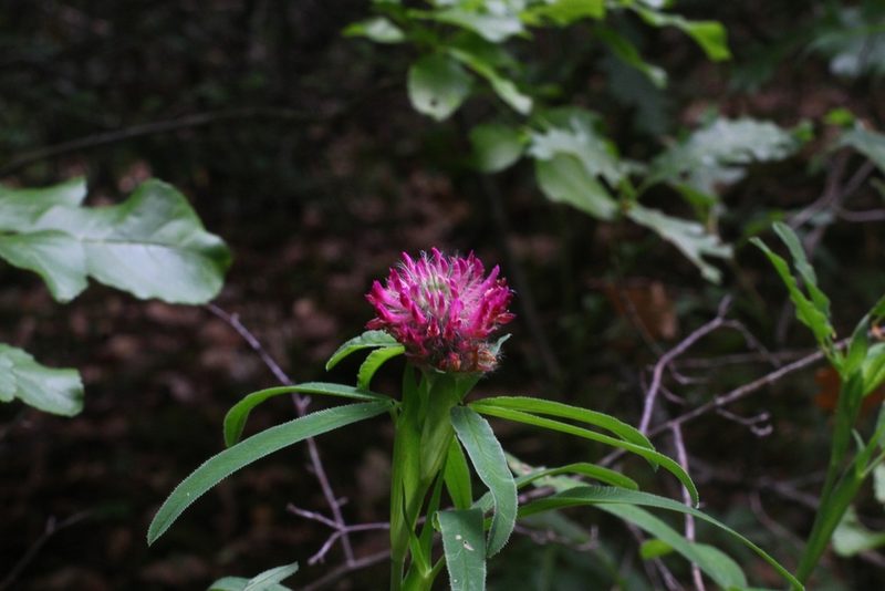 Trifolium rubens, photographed by CorentinD