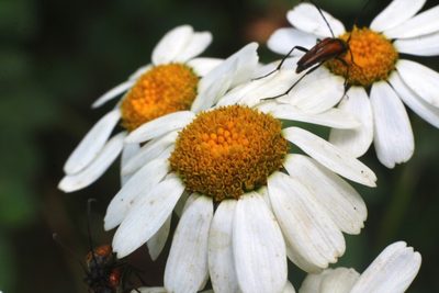 Tanacetum corymbosum, photographed by CorentinD