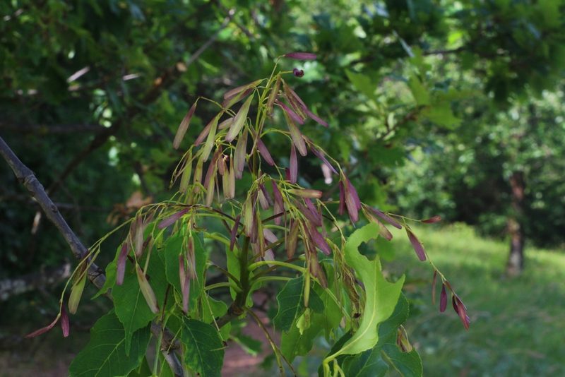 Fraxinus ornus, photographed by CorentinD