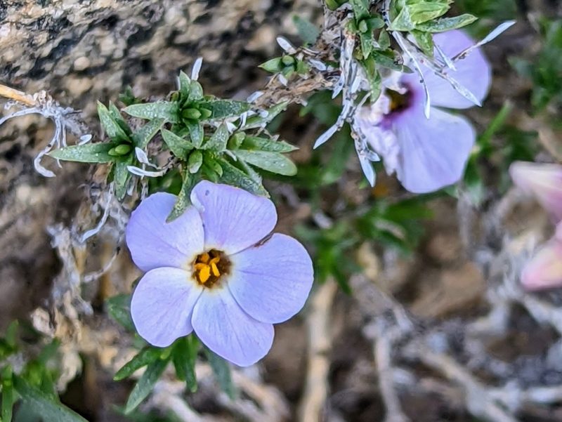Phlox diffusa, photographed by James Fowler