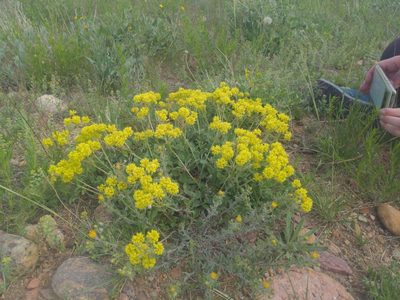 Eriogonum umbellatum, photographed by Rachel MacDonald