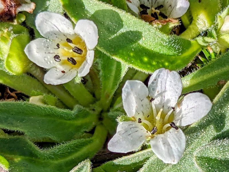 Hesperochiron pumilus, photographed by James Fowler