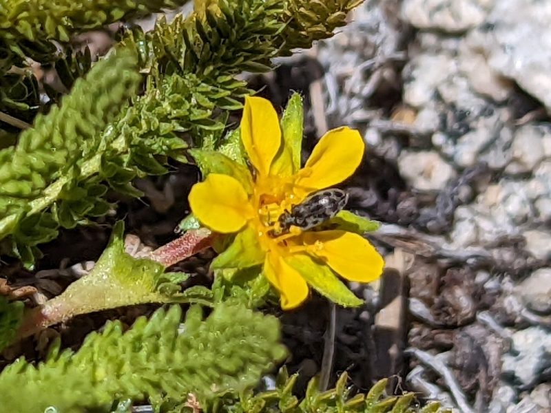 Potentilla nubigena, photographed by James Fowler