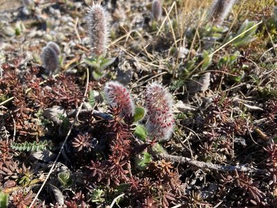 Salix arctica, photographed by Samuelle Simard-Provençal