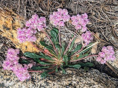 Cistanthe monosperma, photographed by James Fowler