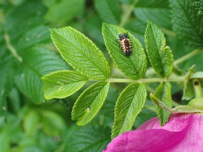 Rosa rugosa, photographed by Donald Davesne