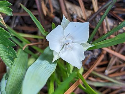 Calochortus minimus