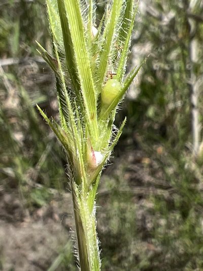 Scleria bellii, photographed by Alan Weakley