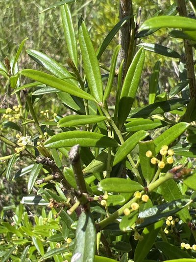 Ilex myrtifolia, photographed by Alan Weakley