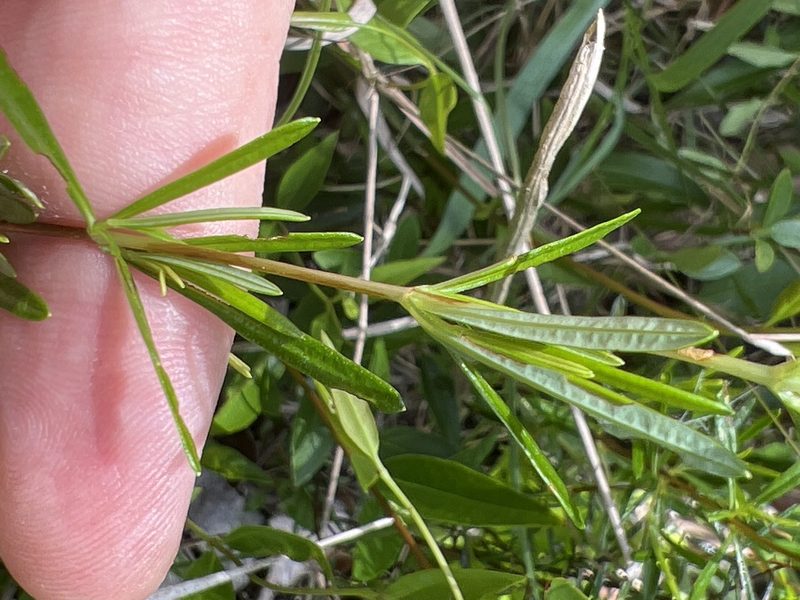 Hypericum galioides, photographed by Alan Weakley