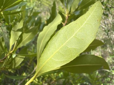 Myrica cerifera