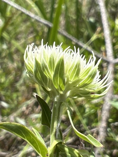 Pycnanthemum flexuosum, photographed by Alan Weakley