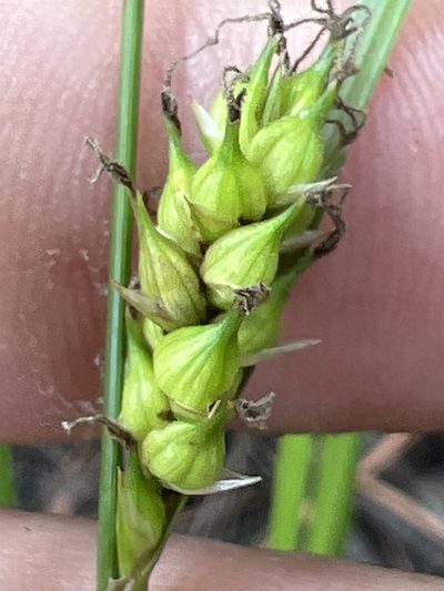 Carex striata, photographed by Alan Weakley