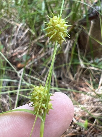 Carex lutea, photographed by Alan Weakley