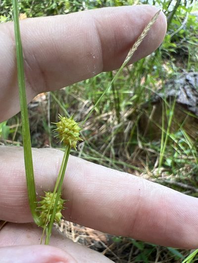Carex lutea, photographed by Alan Weakley