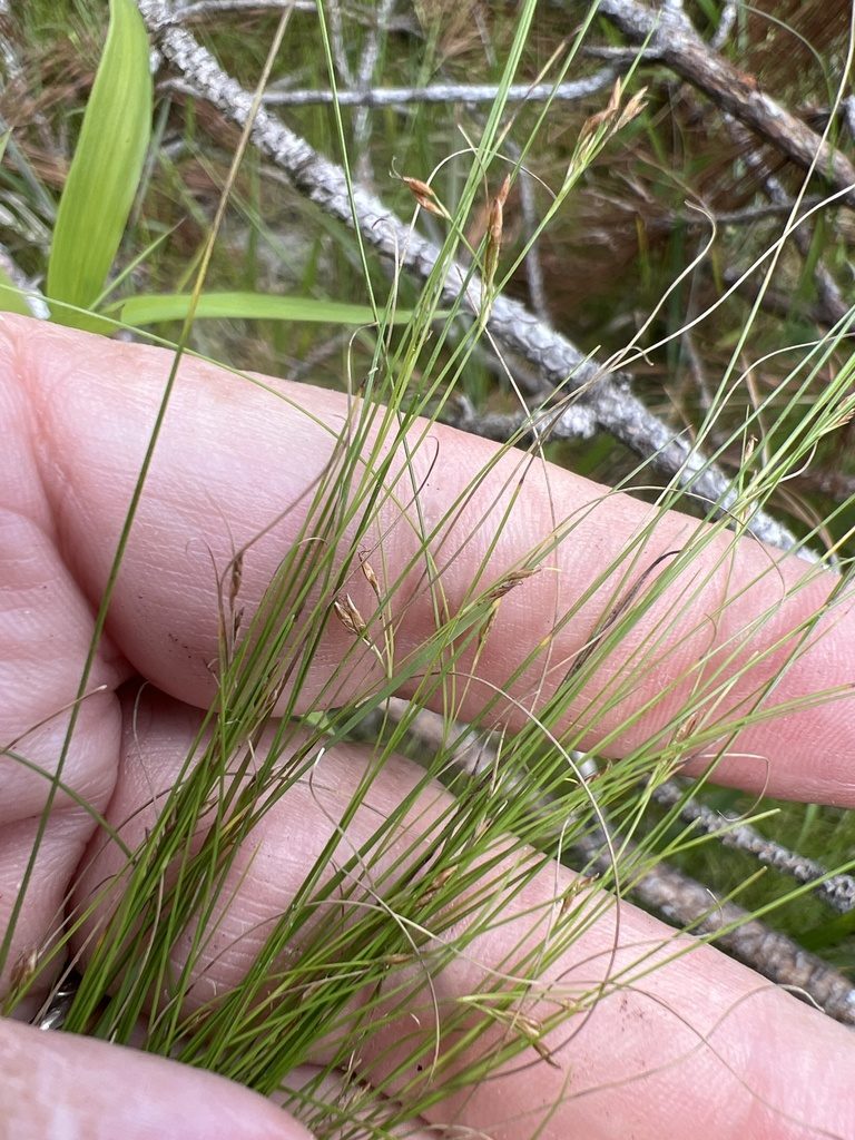 Rhynchospora thornei, photographed by Alan Weakley