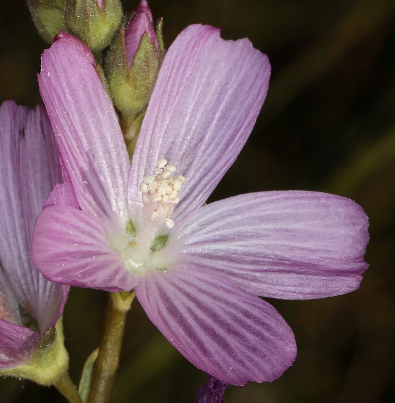 Sidalcea covillei, photographed by Steve Matson