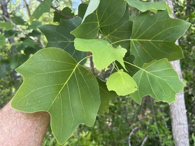 Liriodendron tulipifera, photographed by Alan Weakley