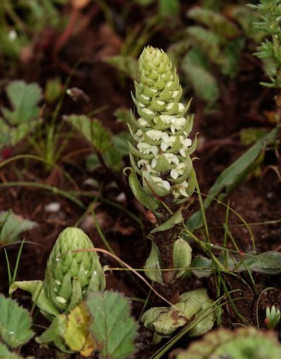 Satyrium bicallosum, photographed by desertnaturalist