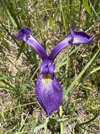Iris tridentata, photographed by Alan Weakley