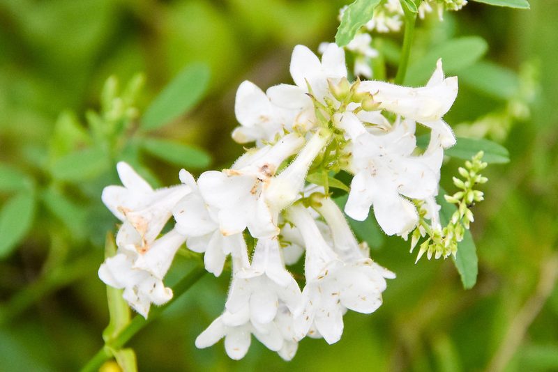Penstemon tubaeflorus, photographed by Jay Pruett